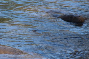 A manatee swimming in crystal clear water at Three Sisters Springs.