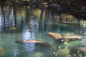 Manatees swimming in a clear spring with rocky edges and reflecting trees.