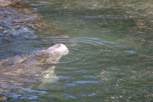 A manatee's head partially submerged in clear water at Three Sisters Springs.
