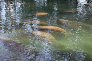 Several manatees swimming in clear water at Three Sisters Springs, surrounded by natural scenery.