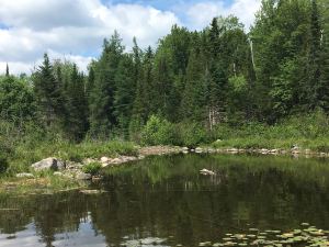 A tranquil pond surrounded by lush green trees and shrubs, reflecting the sky and forest in its calm waters.